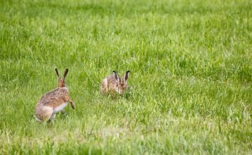Jak powiesić lampę pająk?