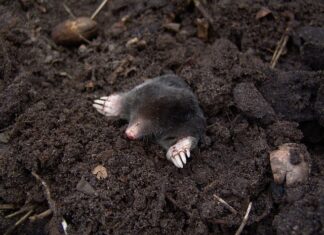 Jak głęboko siedzi kret?