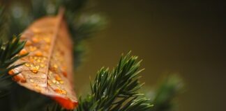 Czy trzeba podlewać tuje w zimę?