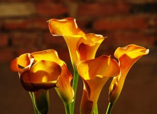 Jak pozbyć się Żółtego osadu z deski sedesowej?