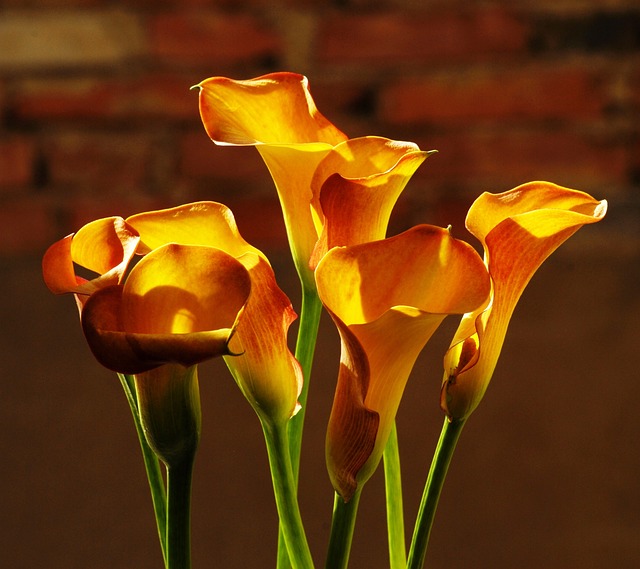 Jak pozbyć się Żółtego osadu z deski sedesowej? Jak pozbyć się Żółtego osadu z deski sedesowej?