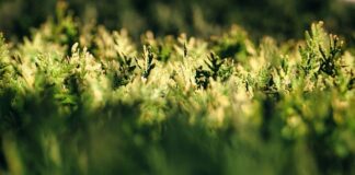 Czy igliwie z TUI zakwasza glebę?