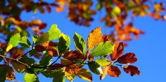 Dlaczego deska sedesowa żółknie?