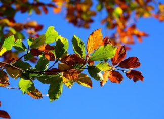 Dlaczego deska sedesowa żółknie?