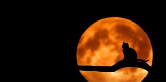 Czy warto czarne baterie?