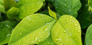 Co dobrze wchłania wilgoć?