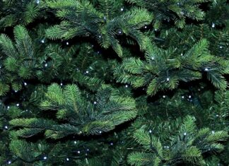 Co wysypać pod iglaki?