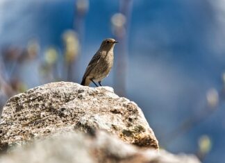 Jak usunąć pleśń z silikonu w kabinie prysznicowej?