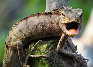 Który profil lepszy salamander czy Veka?