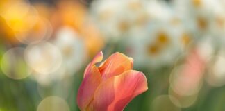 Co dać zamiast kory w ogrodzie?