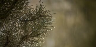 Czy usuwać igliwie spod iglaków?