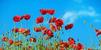 Jaka włóknina na chwasty?