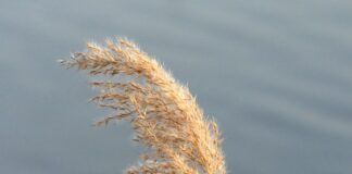 Czym się różnią fajerwerki od petard?