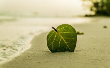 Czy liść jest roślina?