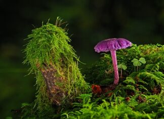 Jaką farbę wybrać?