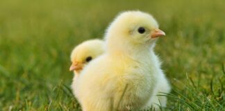 O której powinno się jeść śniadanie wielkanocne?