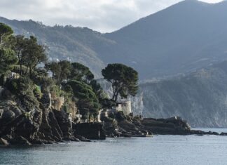 Ile kosztuje 1 czerwona róża?