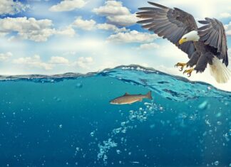 Jak sprawdzić jak będę wyglądał łysy?