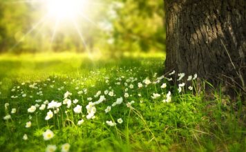 Jakie kwiaty na Walentynki 2023?