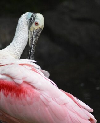 W jakim programie Wygładzić twarz?