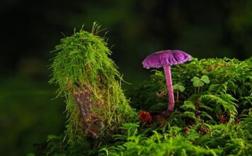 Czym usunąć starą farbę z dachu? Czym usunąć starą farbę z dachu?