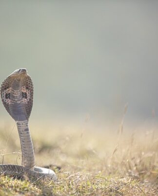 Czy Cobra 8 jest legalna?