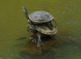 Jak nakładać filtry na zdjęcia?