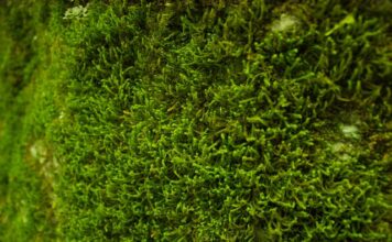 Czym jest ogród wertykalny